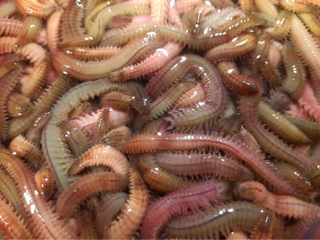 福建"四大怪菜",都是本地人的心头爱,外地人直呼:下不去嘴