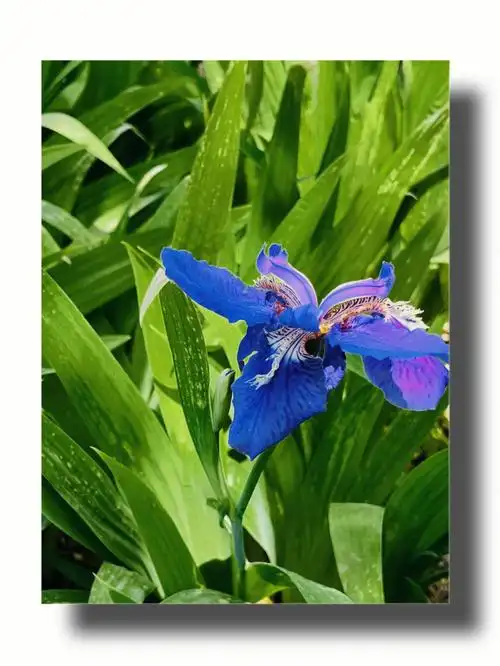 日常摄影鸢尾花