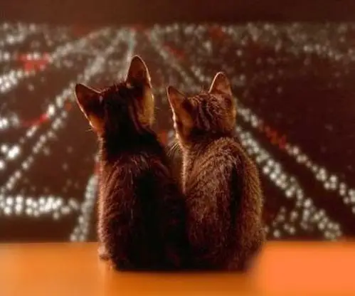 各位 求一张图 俩只猫咪 一大一小 背影 从高处对着 远方的夜景 类似