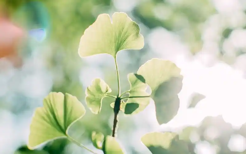 分享一组1920x1200的夏日小清新唯美静物图片桌面壁纸~~为你的桌面换