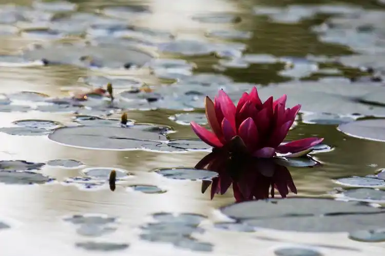 图片大全 植物花卉 莲花图片 > 莲花图片 第9张