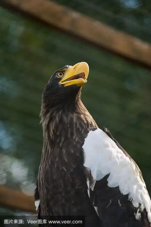 黄色,巨大的,鹰,喙,野生动物