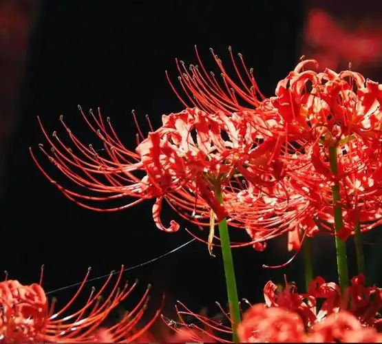 日本赏花8大地点盘点冥界路上的血色之花彼岸花