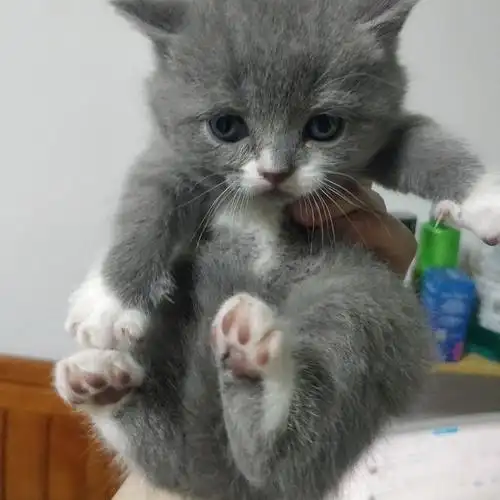 家养英短蓝白蓝猫找新家,现在40天
