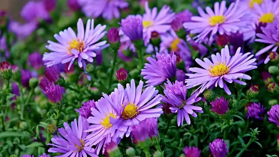 首页 桌面壁纸 植物壁纸 春天花卉图片高清电脑壁纸 上一张 下一张