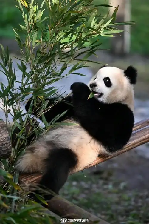 重庆顶流们享受日光浴】近日天气晴好,重庆动物园里的大熊猫来到室外