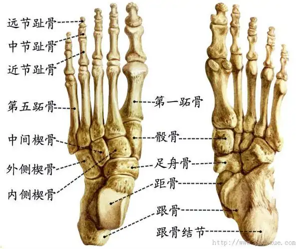 解剖生理学网络多媒体课程