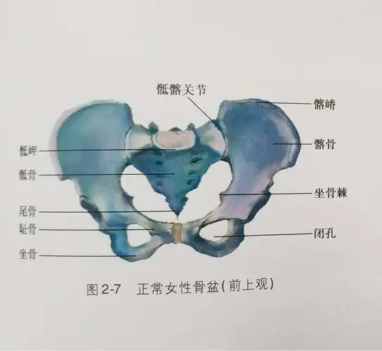 梁老师产后小课堂——女性的骨盆