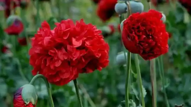 大红重瓣罂粟的花