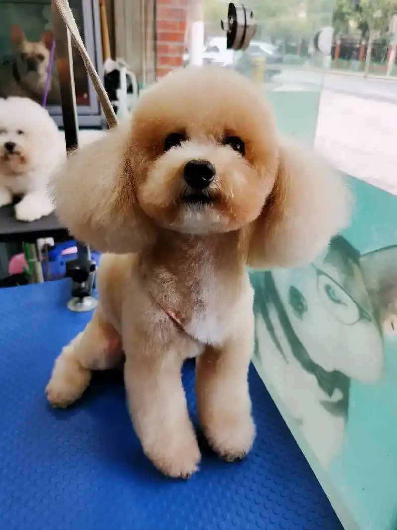 用时一个半小时的作品泰迪犬造型完成