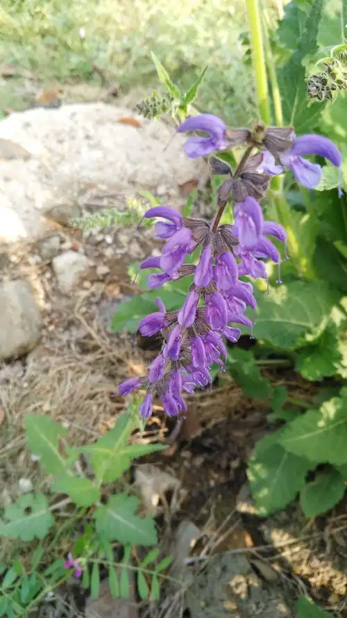 唇形科鼠尾草属的林荫鼠尾草
