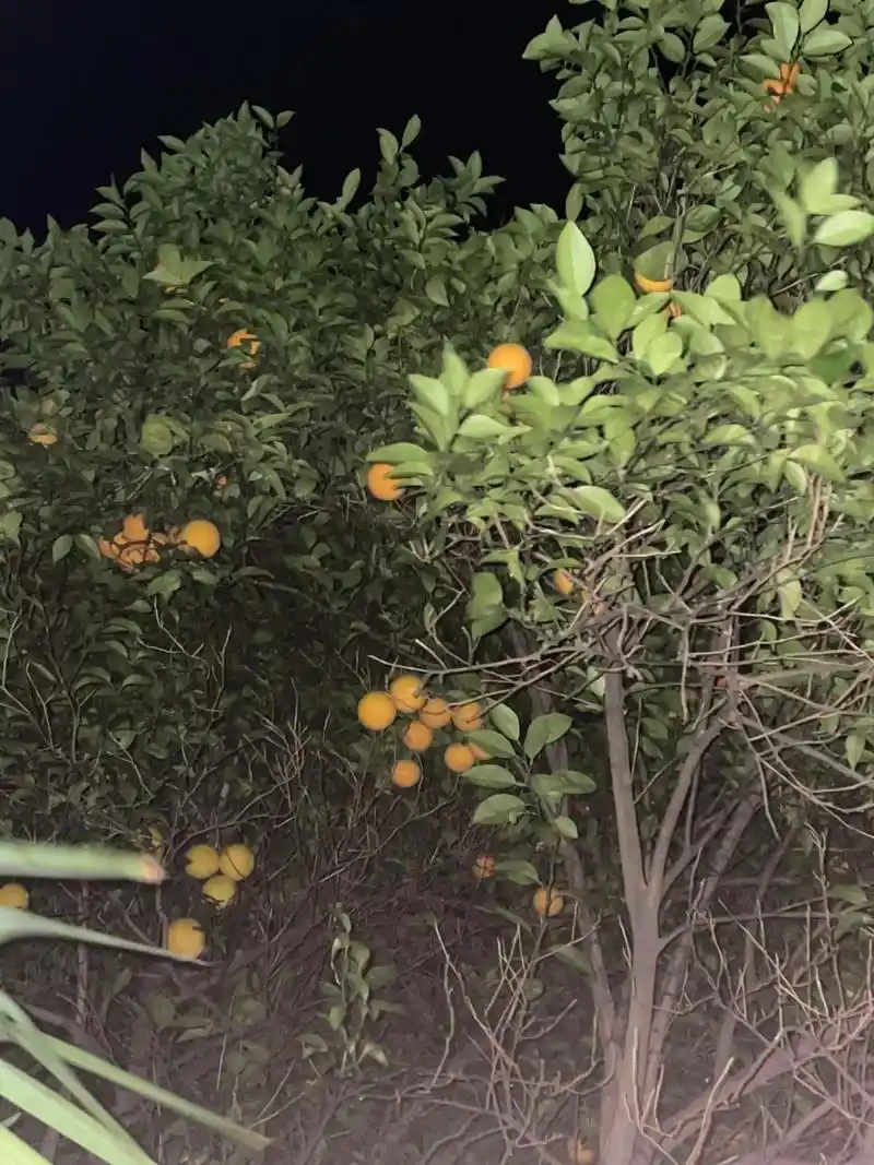 宿舍大院里的橙子树啊哈哈哈哈哈哈哈哈哈哈哈哈哈哈哈哈哈哈哈哈 -