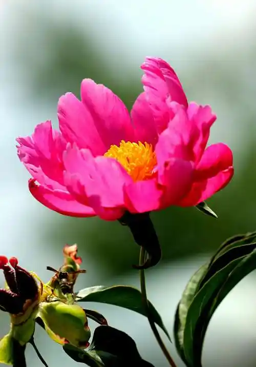 其它 芍药花 写美篇芍药花 牡丹花中王 芍药堪称相