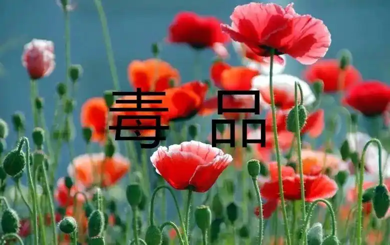 可待因,罂粟碱等成分,可以加工成鸦片,海洛因等毒品,罂粟属于毒品