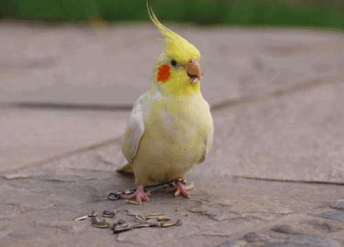 首页>资讯 在这里你可以近距离观察 各种可爱的鹦鹉和土拨鼠 亲手喂食