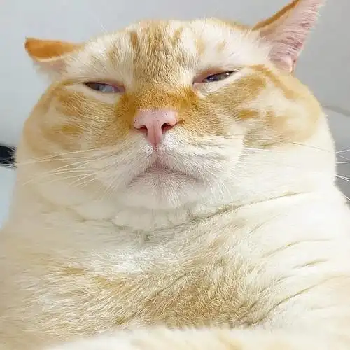 给大橘做个表情包