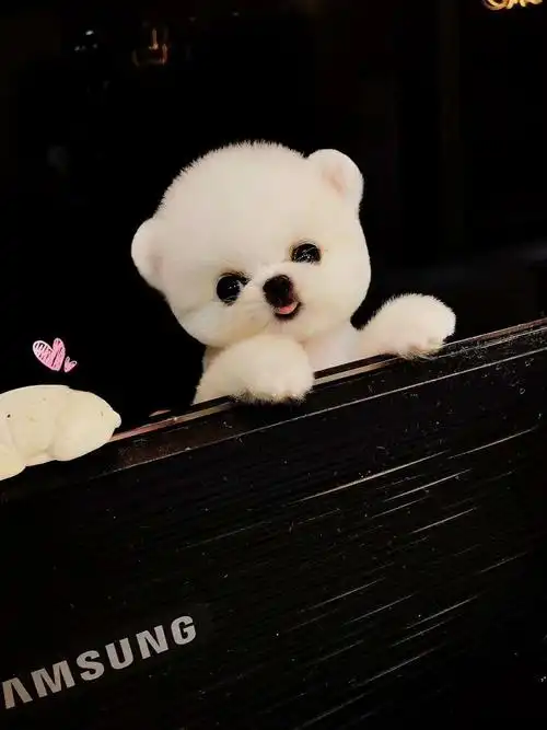 小体博美白色幼犬俊介宠物茶杯茶杯狗狗狗比熊狗狗