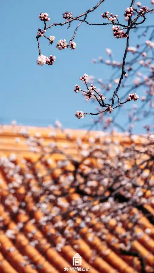 【唯美!#故宫发布杏花壁纸#】借暖风春水,照枝头新妆.