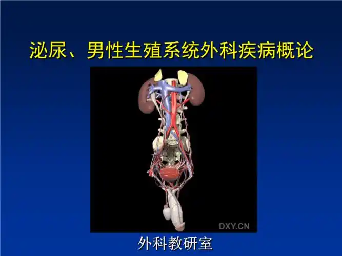 泌尿,男性生殖系统外科疾病概论.ppt