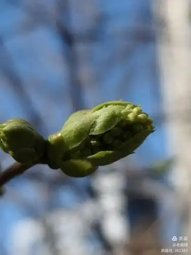 紫色丁香的花苞显得那么油润明亮.