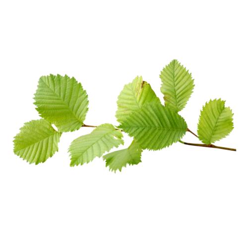 植物绿叶png免抠图素材图片