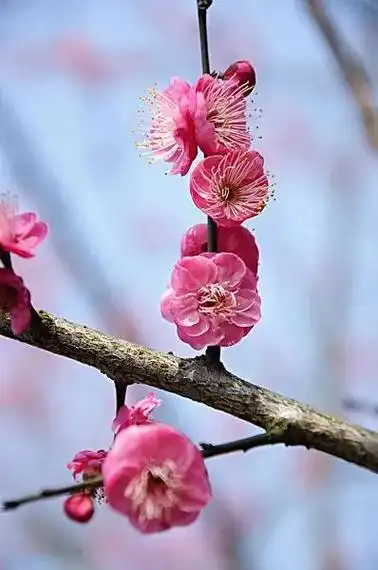 好听淡雅的网名 清新淡雅脱俗的昵称 - 个性名字网(清新淡雅是什么