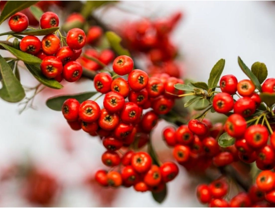 小丑火棘和火棘的不同是什么?外形明显不同,教你轻松辨别!