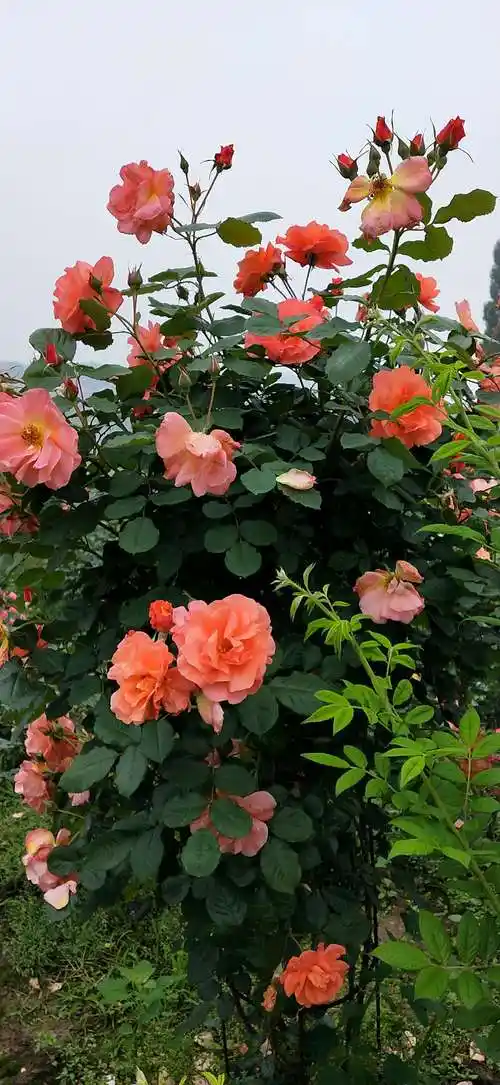 同学聚会来到息峰观看"月季花"展