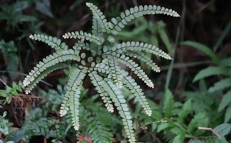 乌蕨的功效与作用野鸡尾怎么养