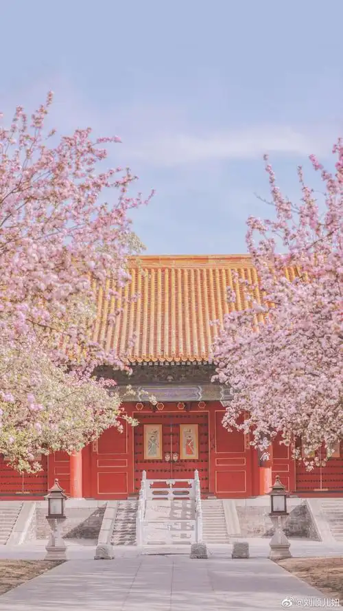 故宫樱花风景手机壁纸图片