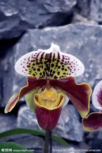 兰花 肉饼兜兰图片