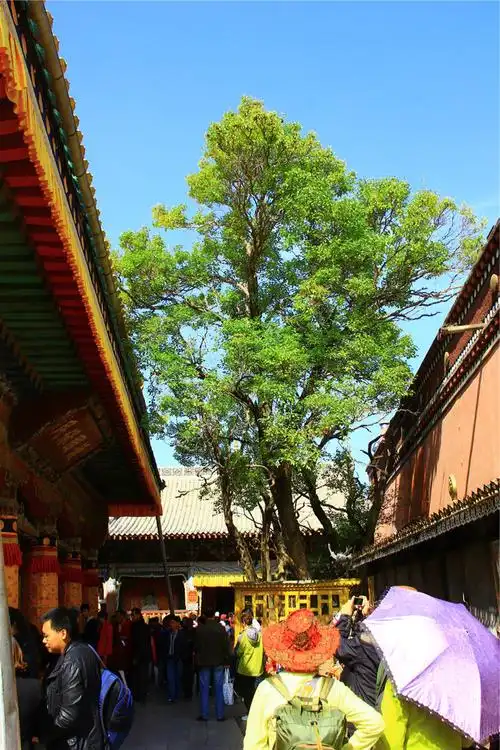 树而塔 塔而寺_塔尔寺游记_途牛