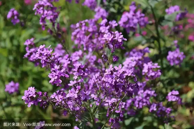 紫花,一种紫色叶的野花