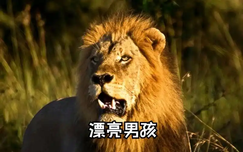 【坏男孩联盟】2011年4月份老三漂亮男孩呼唤兄弟