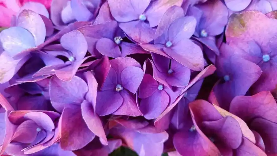 优雅迷人|精选紫色绣球花高清美图欣赏