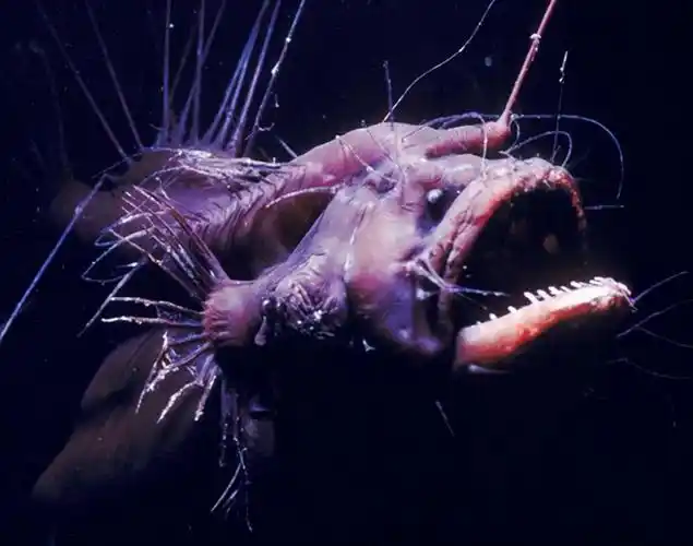 深海中有什么生物深海的生物为什么都长得奇形怪状