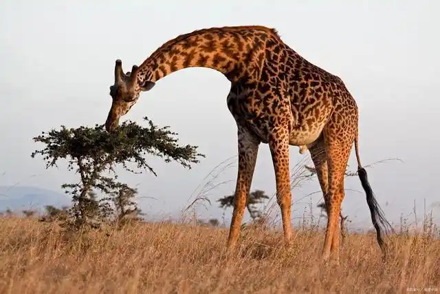 长颈鹿是世界上最高的陆生动物,它们的独特外貌和特殊的生活习性备受