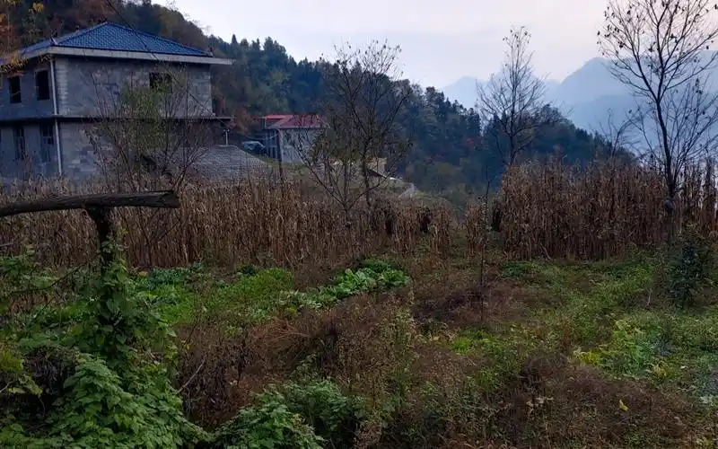 山里的秋天,真正的农村样子