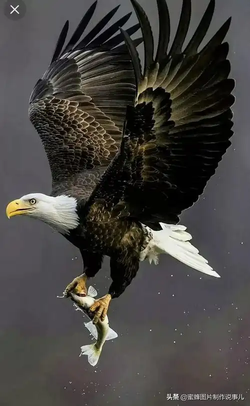 有关雏鹰的名言关于雄鹰的励志名言或对联