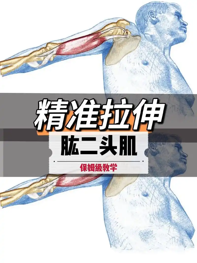 精准拉伸——肱二头肌.