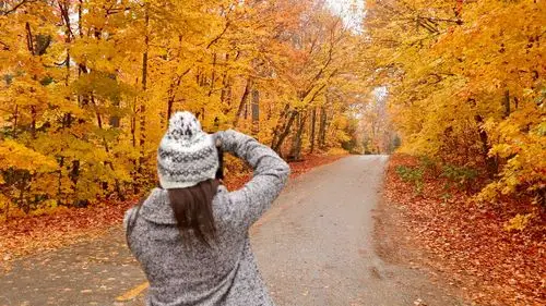 其它 秋季,在枫树林中穿梭 写美篇匆匆穿过,秋天里一次愉悦的路驾