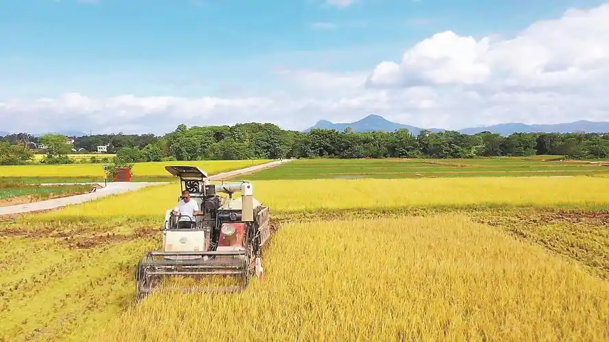 韶关南雄:高标准农田早稻喜获丰收