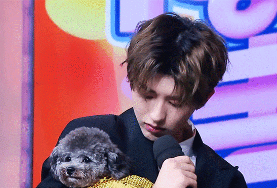 雪纳瑞是很出名的"小老头",但蔡徐坤养的是女儿哦~蔡徐坤养了一只长相