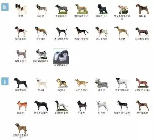 狗狗品种大全狗狗品种名字大全带图片