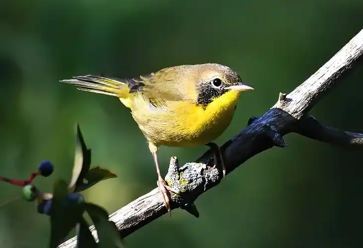 美洲常见黄喉莺common yellowthroat