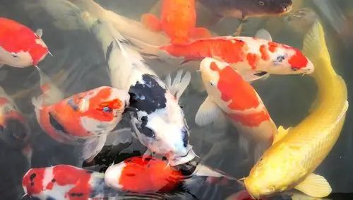 观赏鱼锦鲤图片,高清图片,电脑桌面-壁纸族