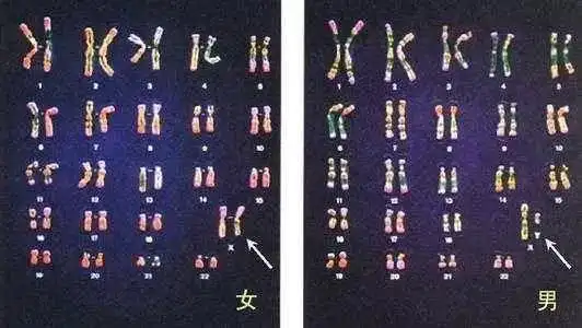 人体正常染色体分组图,女性为xx,男性为xy(来源网络)