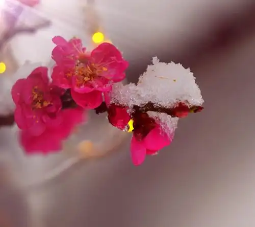 南山公园傲雪寒梅