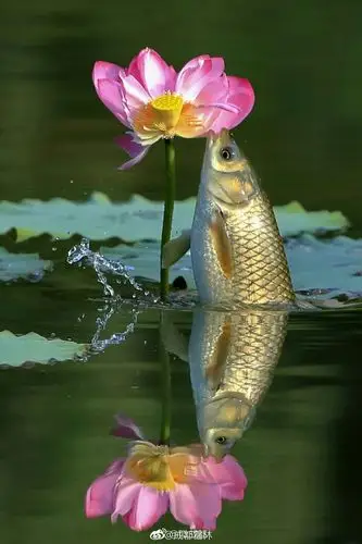 荷花有纯洁,清白的寓意.