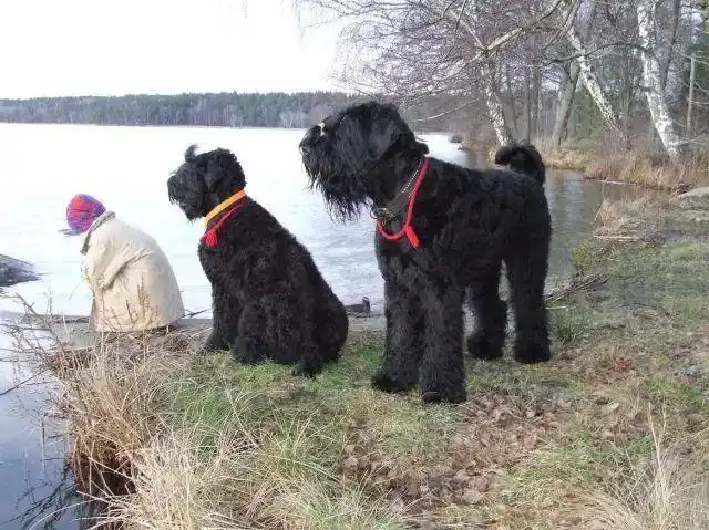 百科俄罗斯黑梗自信勇猛的黑武士